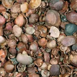Schelpen Schoongewassen MB (350kg)-Unieke tuindecoratie