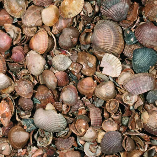 Schelpen Schoongewassen MB (350kg)-Unieke tuindecoratie