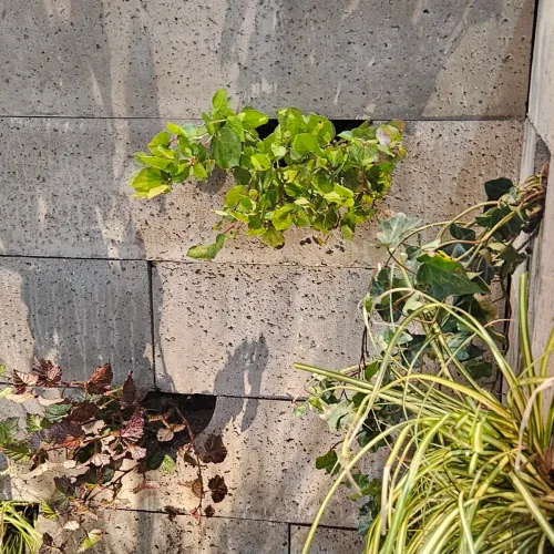 Schellevis Oudhollands Groenwand beplanting Grijs 100x20x20-Slipvast en vorstbestendig