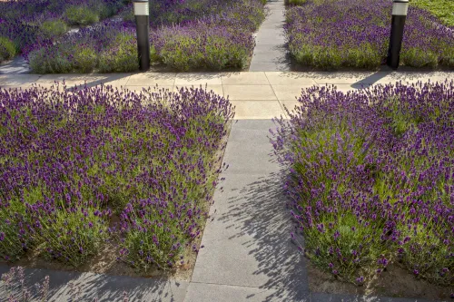 Schellevis Oudhollands Grijs Tegel 80x80x5-